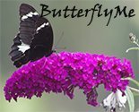 Butterflyme_preview