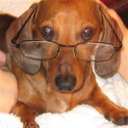 Doxie_specks_preview