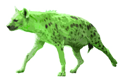 Hyena_fabric_2_preview
