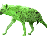 Hyena_fabric_2_thumb