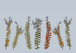 Crape_myrtle_sketch_tiny_preview