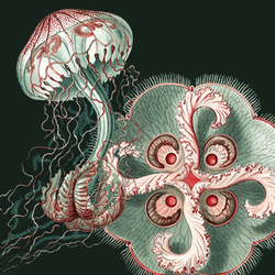 Jellies_preview