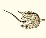 Alopecurus_carolinianus_sm_preview