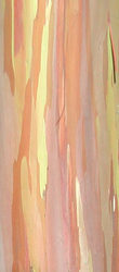 Treebark_preview