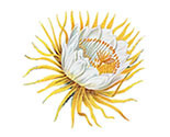 Spoonflower_shop_image_preview