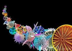 Diatom10_preview