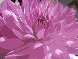 Crysanthumum_72_dpi__profile_pic_for_spoon_shop__preview
