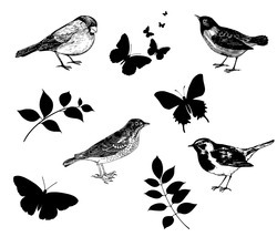Black_white_bird_preview
