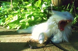 0517131827_preview