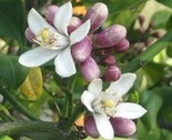 Img_2681_crop_thumb