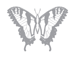 Butterfly_black_and_white_2_preview