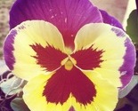 Img_0893_thumb
