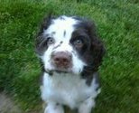 Wilson_as_a_puppy_thumb