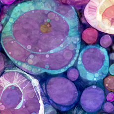 Shop-icon-geodes_preview