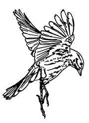 Sparrow1_preview