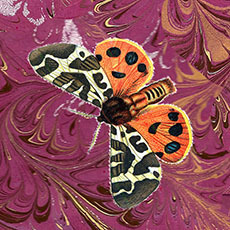 Profile-butterfly_preview