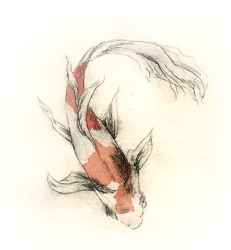Twintail_fish_small_curve_preview