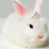 Princess_bunny_preview