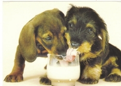 Got_milk_dachshunds_preview