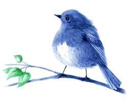 Blue_robin_copy_preview