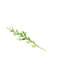 Thyme_preview