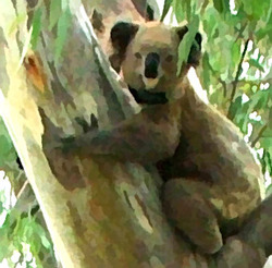 Koalalady_preview