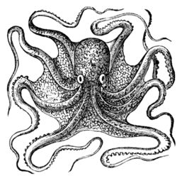 Octopus_1_md_preview