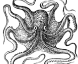 Octopus_1_md_thumb
