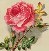 My_rose_preview